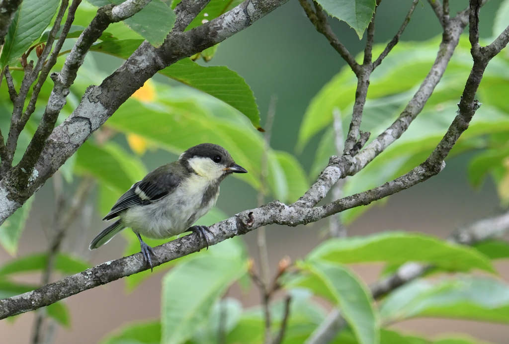 シジュウカラ220827