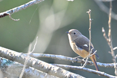 ジョビ子も来た