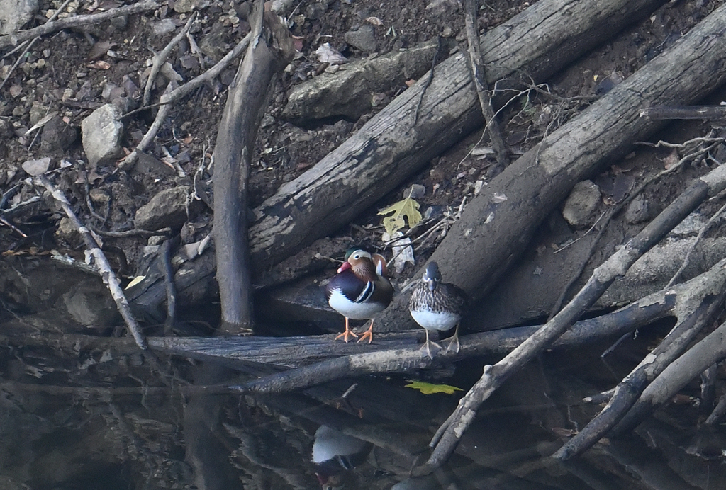 オシドリツガイ220929