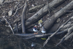 オシドリツガイ220929