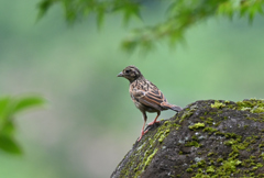 オオジュリン♀? 220725