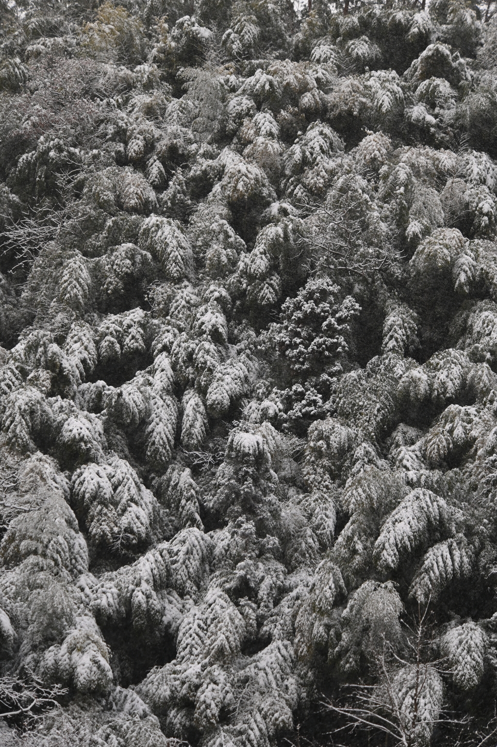 積雪の竹林