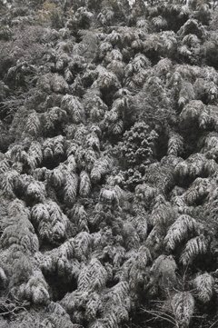 積雪の竹林