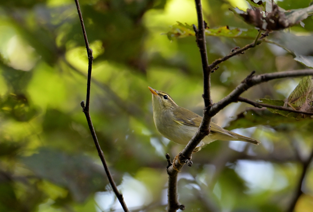 センダイムシクイ
