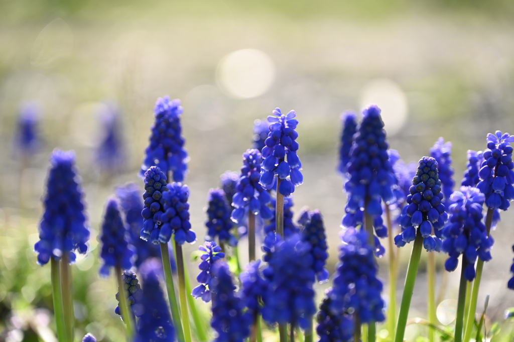 ムスカリの花220416