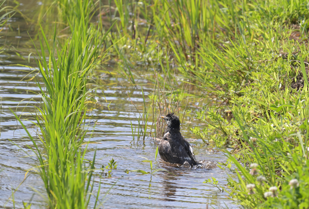 田んぼで水あび