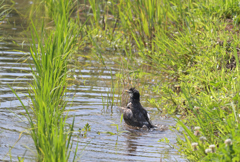 田んぼで水あび