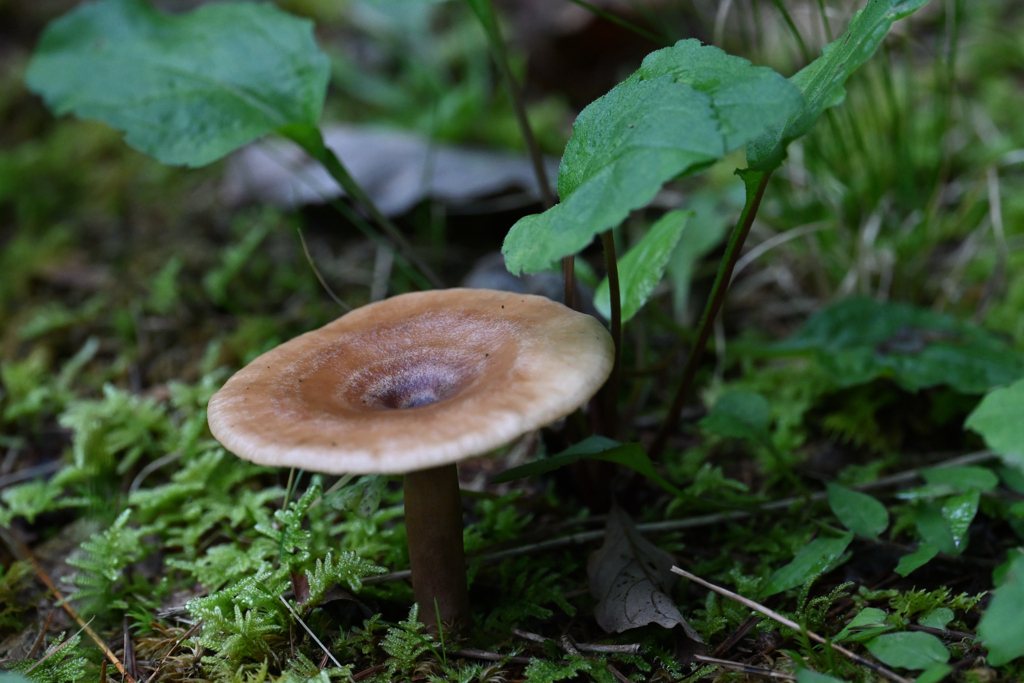 秋の気配(2)220905