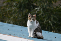 屋根上の猫