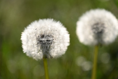 タンポポの綿毛220416