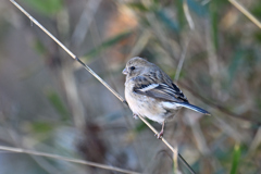 カメラを気にしてます