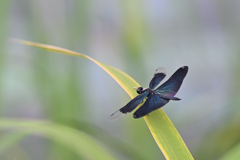 チョウトンボ240707