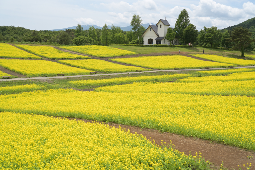 菜の花畑 