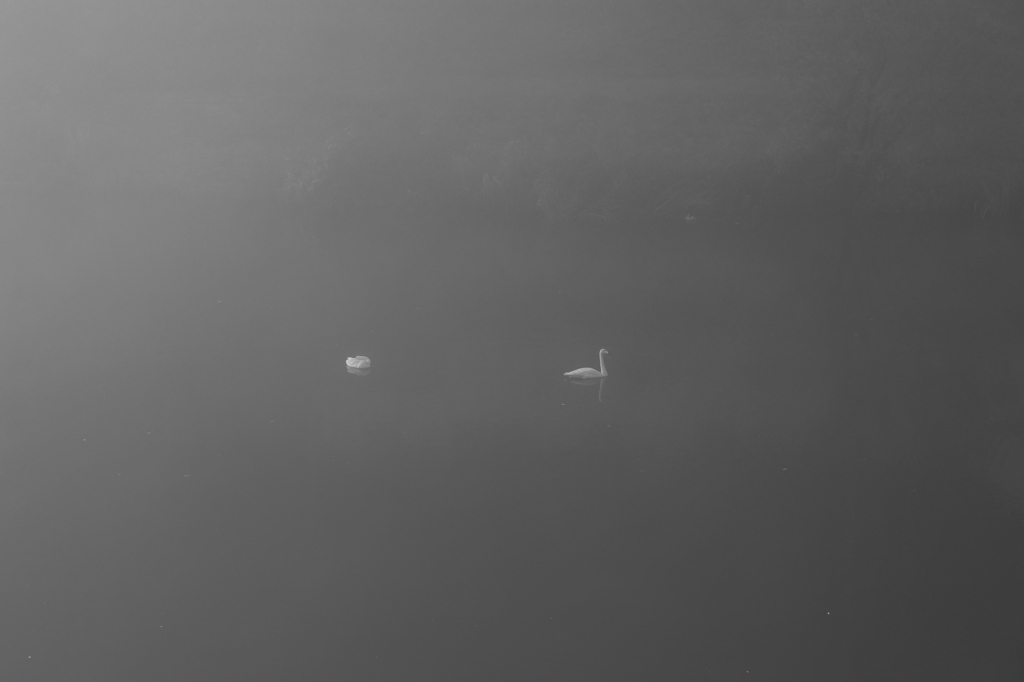 靄の中の白鳥251117