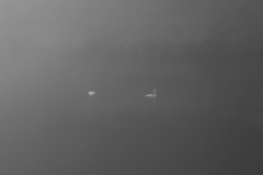 靄の中の白鳥251117