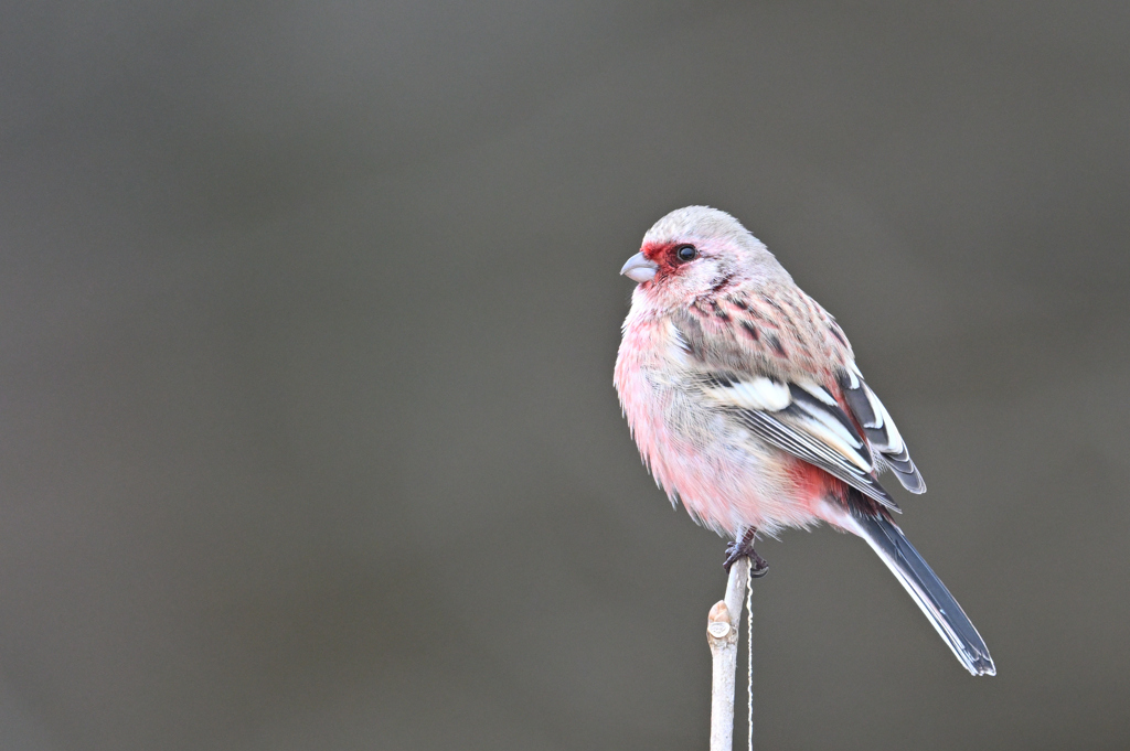 ベニマシ男250209
