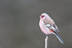 ベニマシ男250209