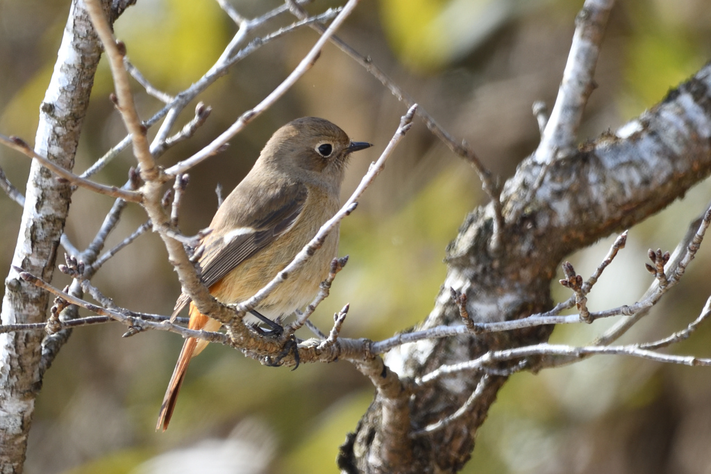 ジョウビタキ♀