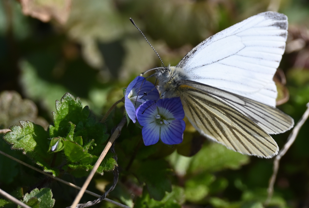 花がちっちゃいけど