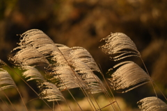 朝日が当たるススキ