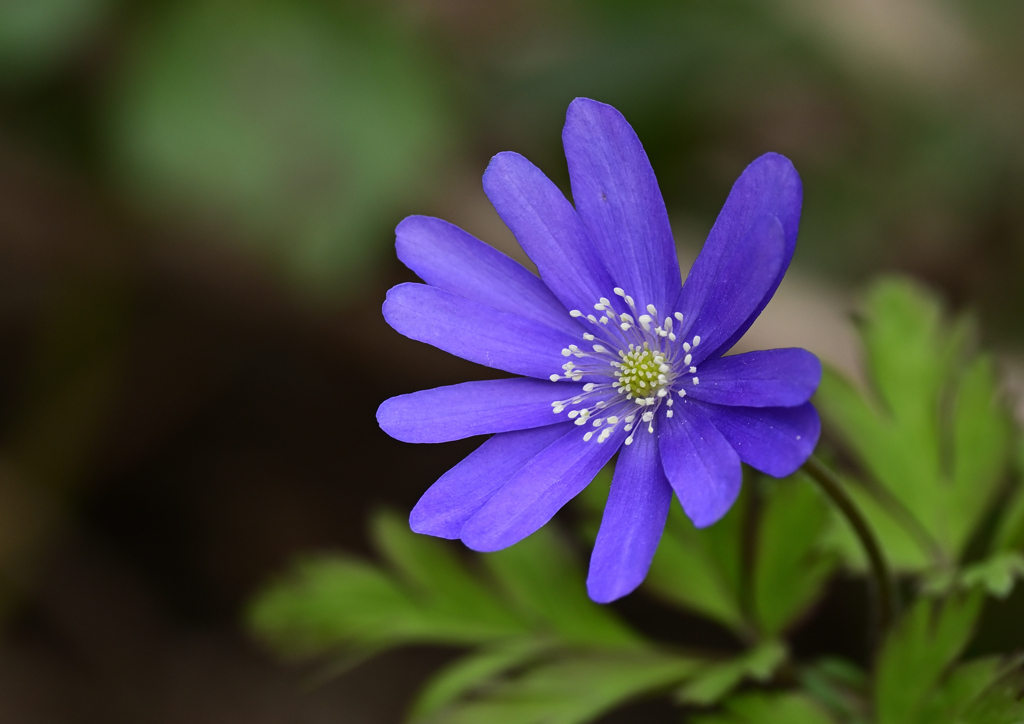 キクザキイチゲ紫