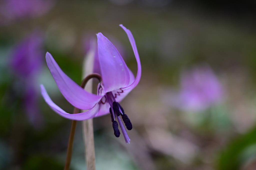カタクリの花