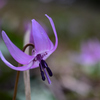 カタクリの花