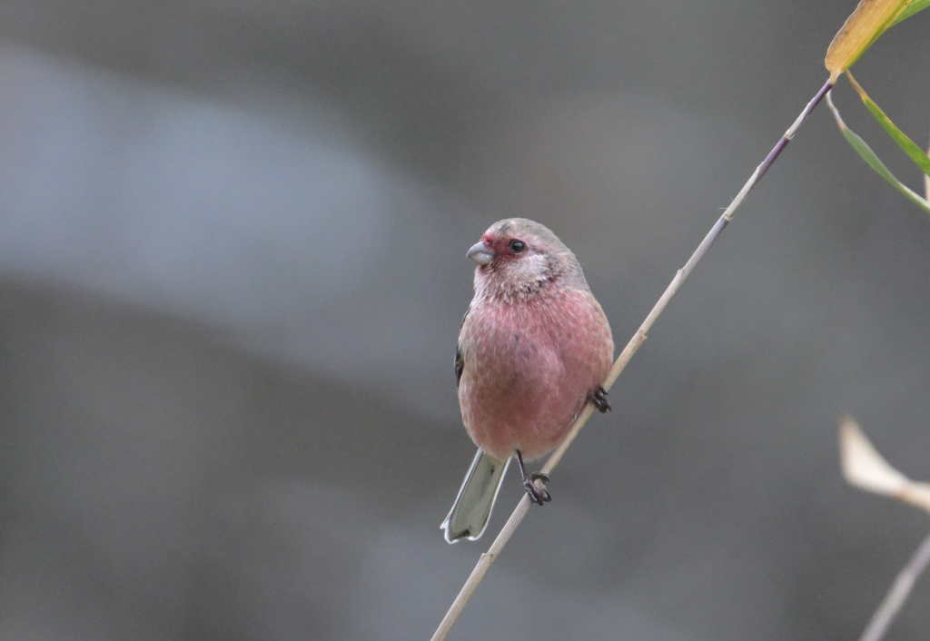 ベニマシコ♂231224