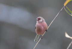 ベニマシコ♂231224