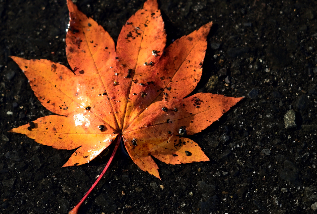 落葉221108-2