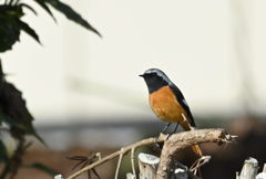 ジョウビタキ♂