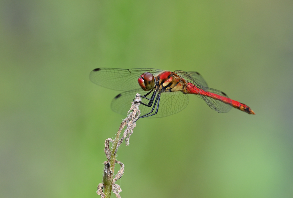 ナツアカネ220902