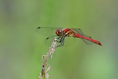 ナツアカネ220902