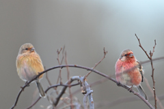 ベニマシコ♂♀