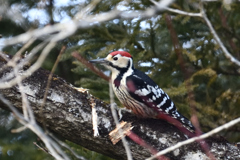 ｵｵｱｶｹﾞﾗ