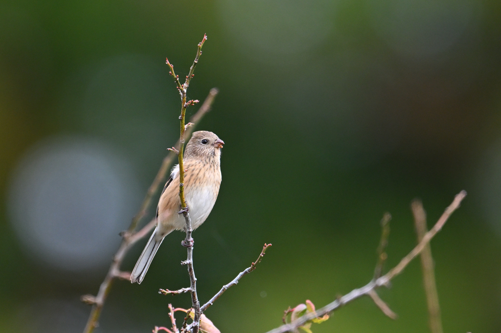 ベニマシコ♀