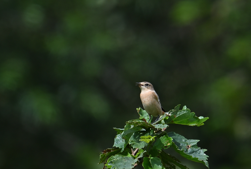 キビタキ♀220902