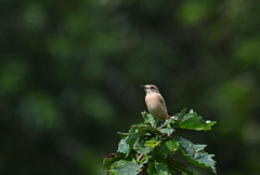 キビタキ♀220902