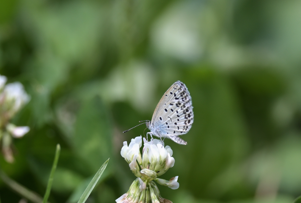 ヤクシマルリシジミ220702