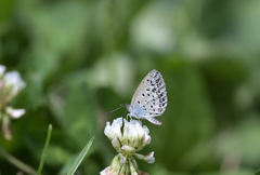 ヤクシマルリシジミ220702