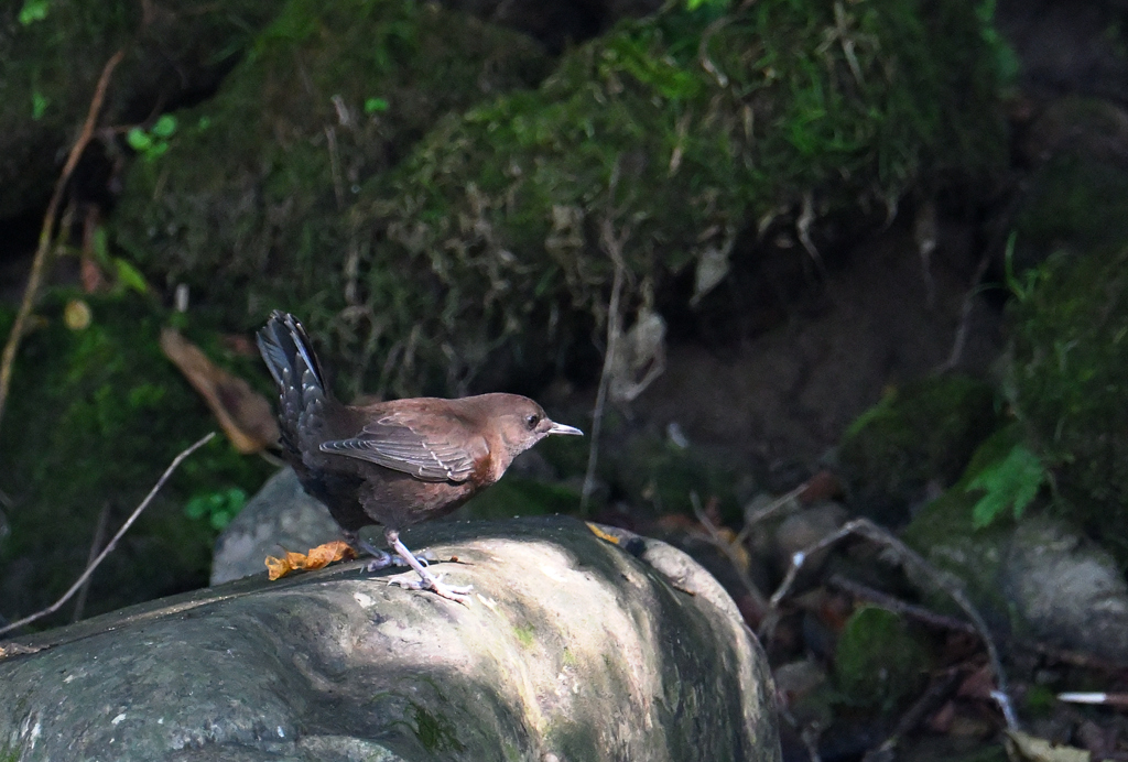 カワガラス220929