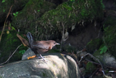 カワガラス220929