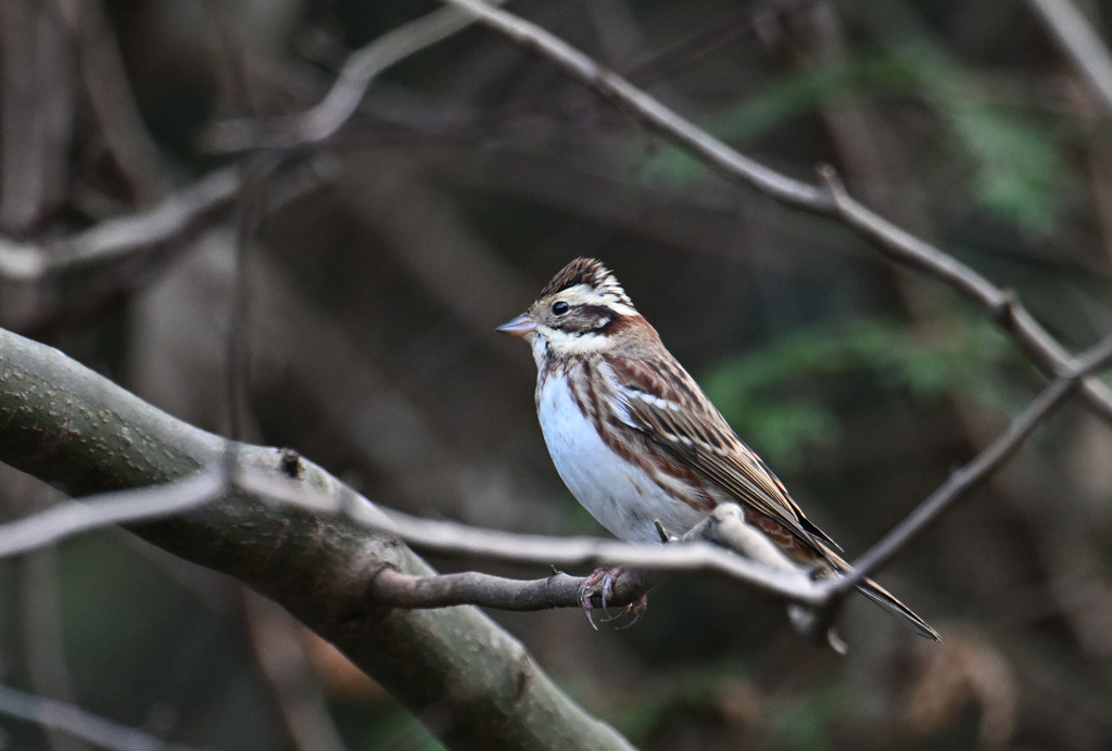 今シーズンも来ました