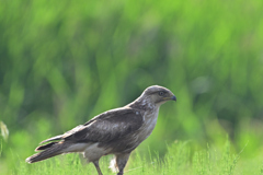 ノスリ幼鳥？