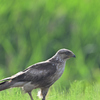 ノスリ幼鳥？