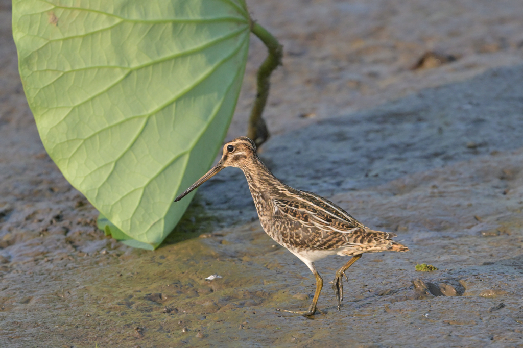 どこかかわいいです。