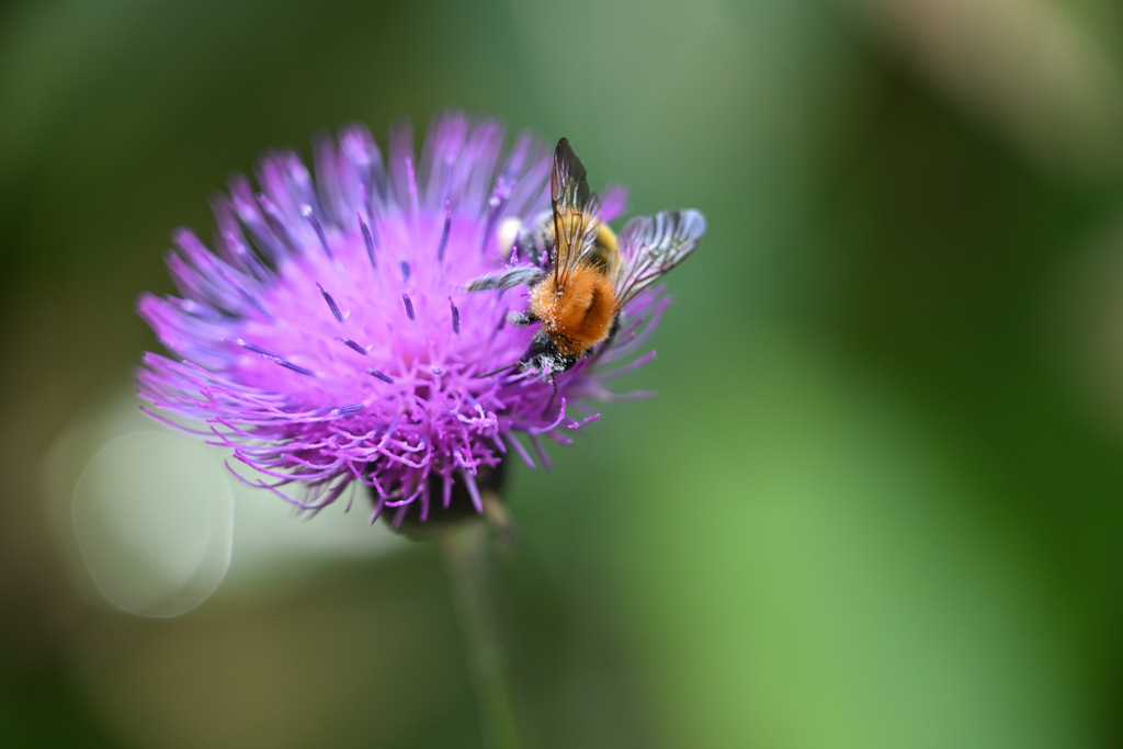 アザミと蜂240616