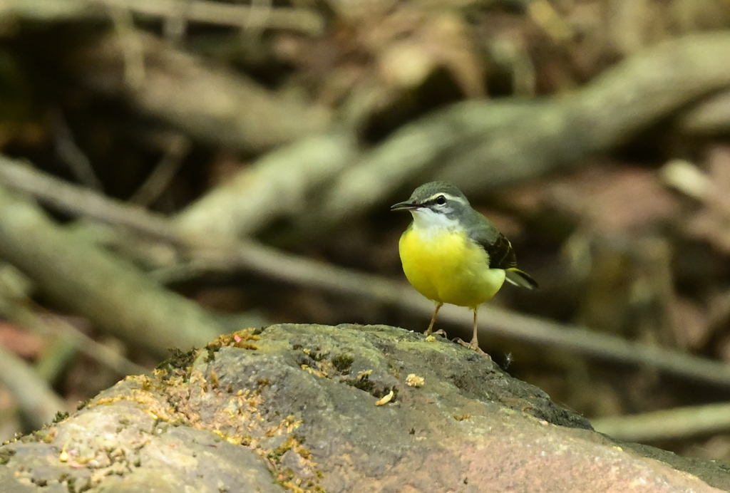 キセキレイ220506