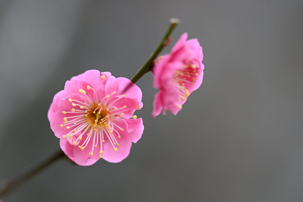 紅梅