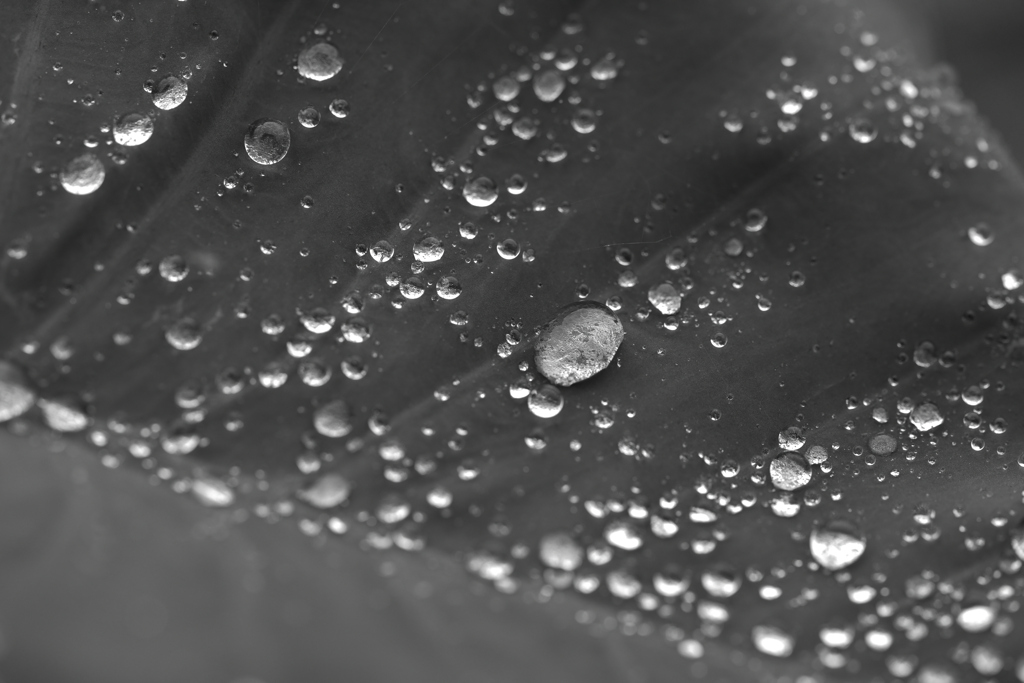 水玉